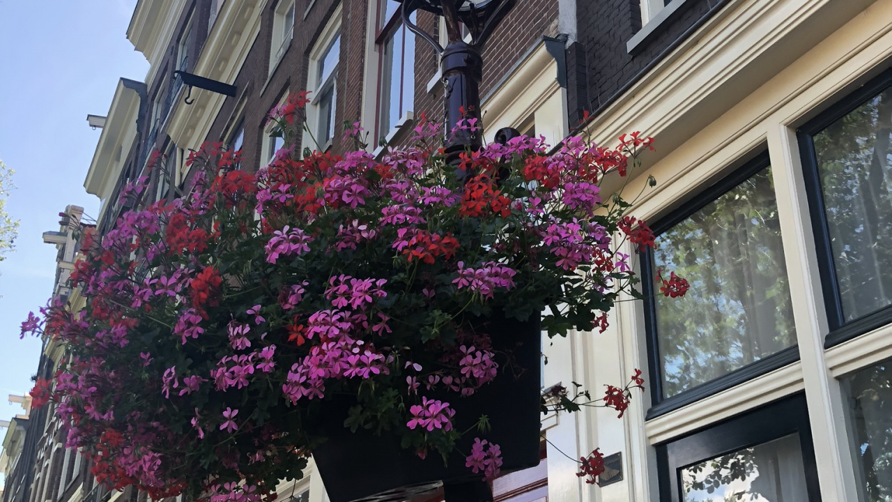 Обои цветок, пурпурный цвет, пурпур, здание, фасад в разрешении 1280x720