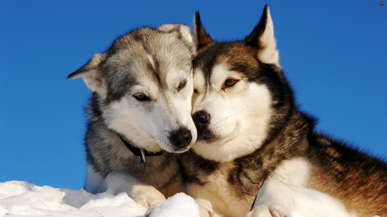 Обои Себирская Хаски, щенок, собака породы, пес, аляскинский маламут в разрешении 1280x720