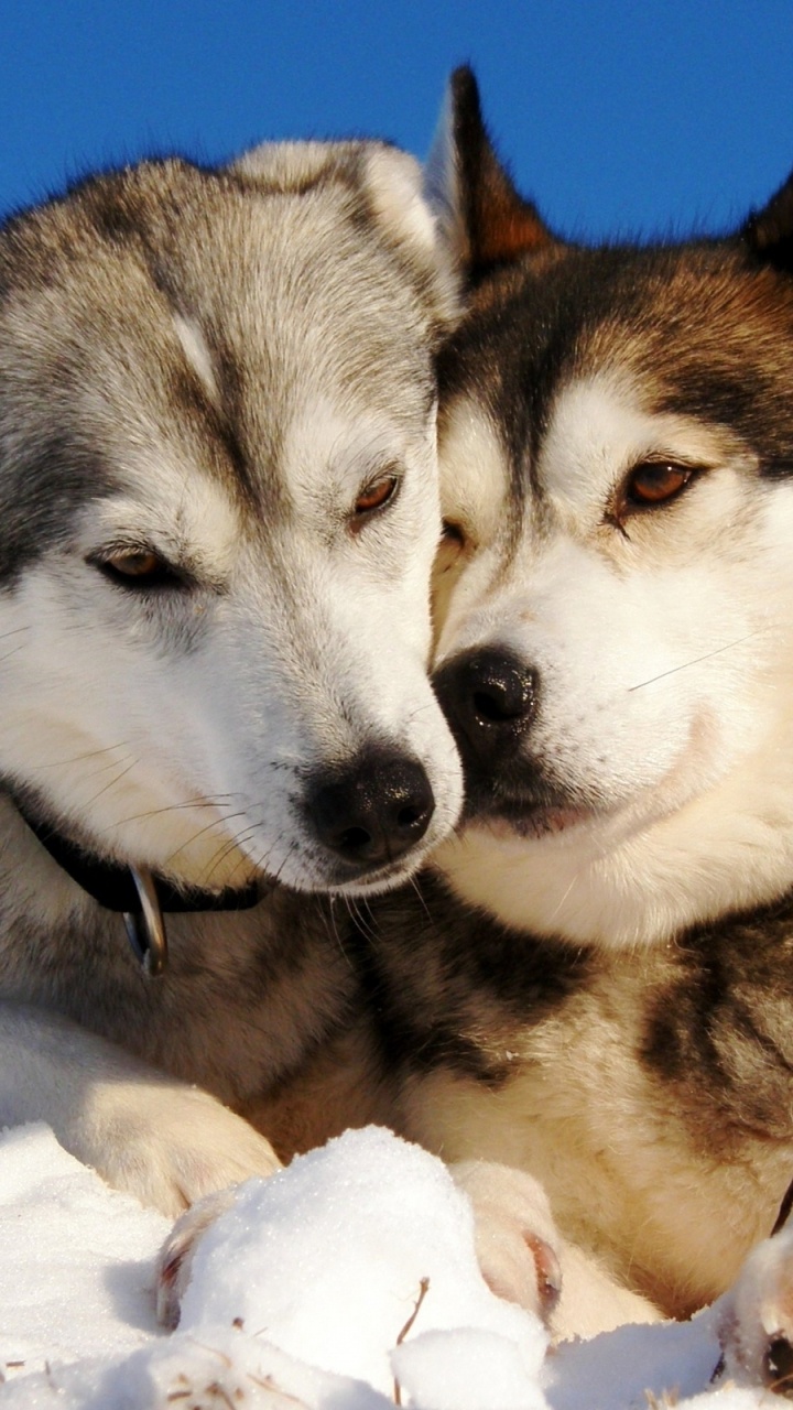 Обои Себирская Хаски, щенок, собака породы, пес, аляскинский маламут в разрешении 720x1280