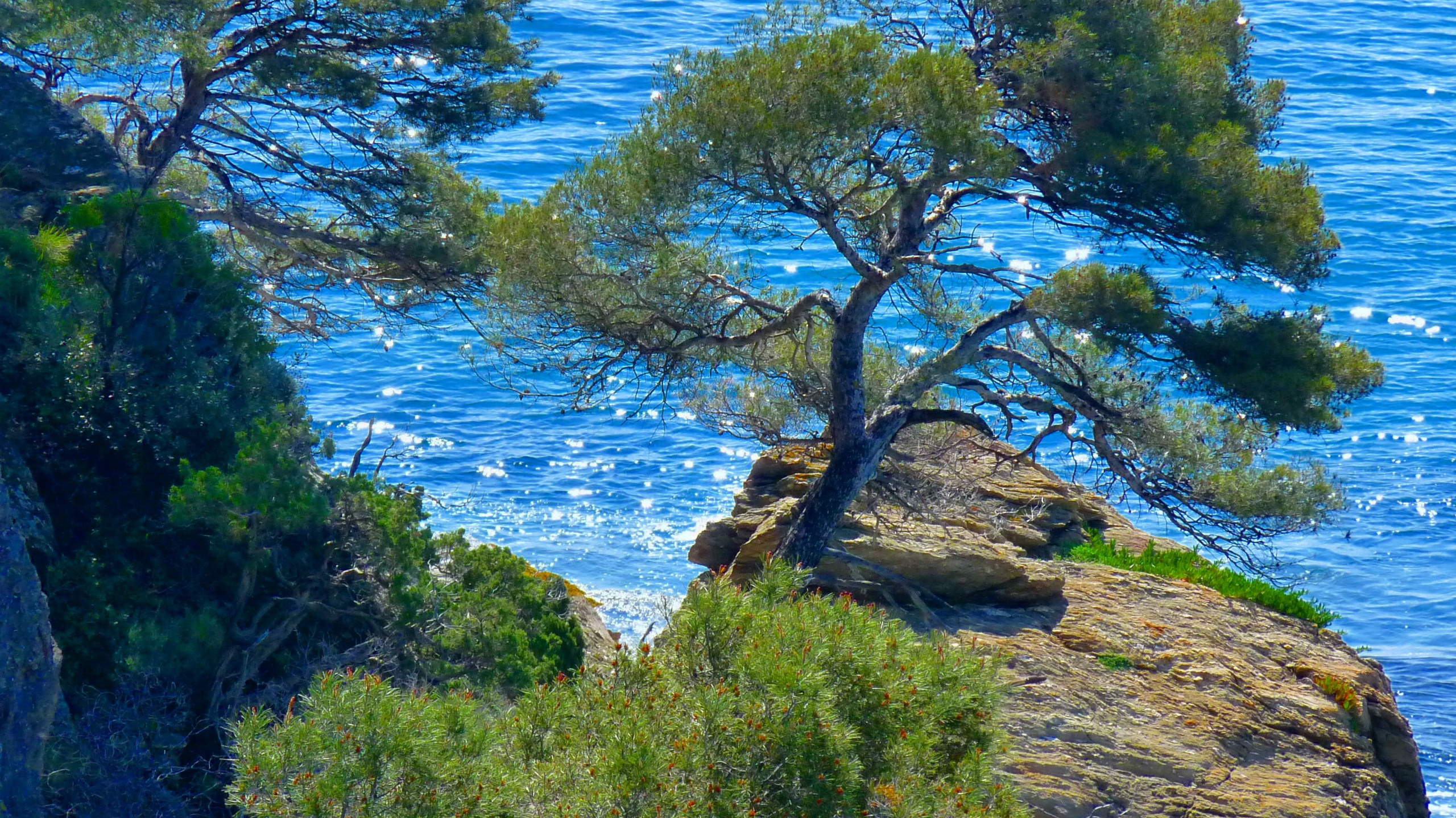 дерево в море