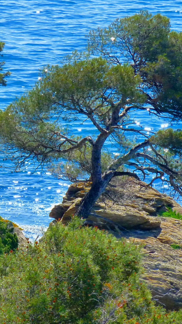 Обои пейзажная живопись, море, побережье, дерево, растительность в разрешении 720x1280
