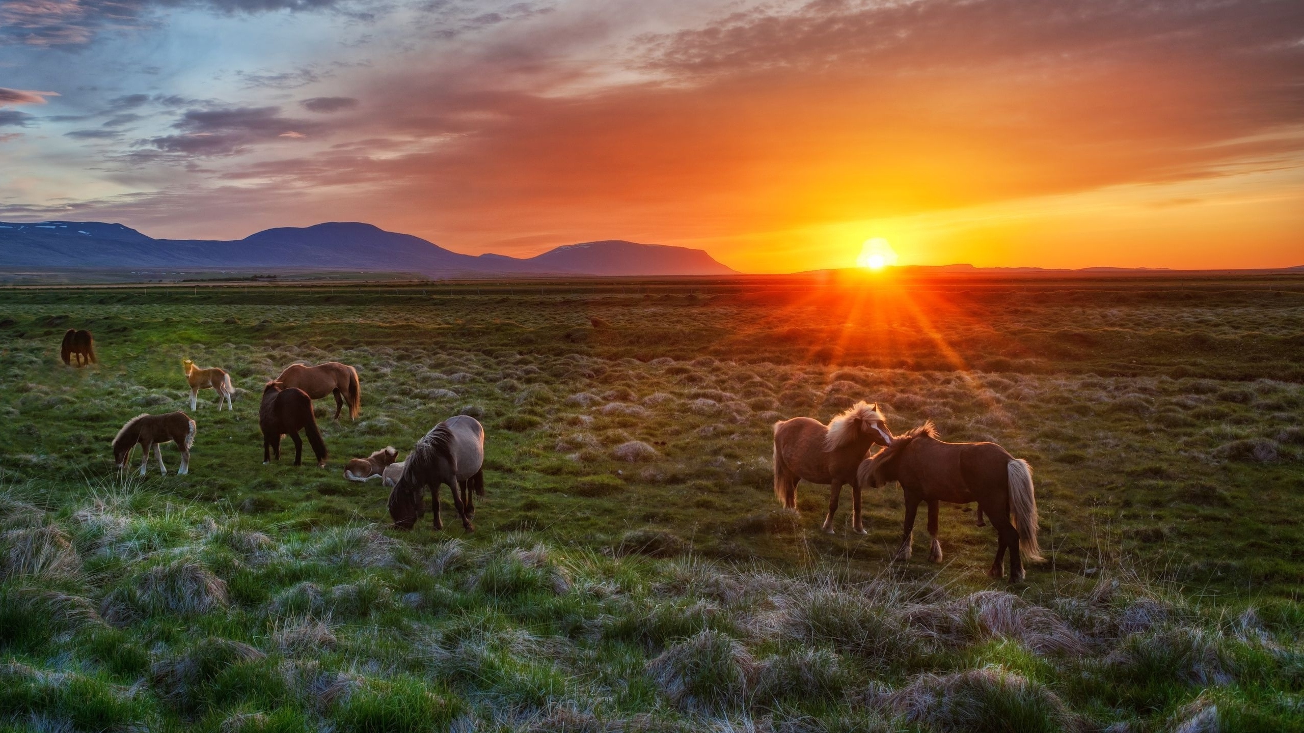 Обои исландская лошадь, Исландия, сенокосное угодье, выгон, пастбище в разрешении 2560x1440