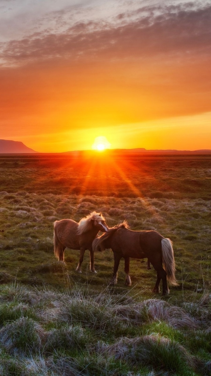 Обои исландская лошадь, Исландия, сенокосное угодье, выгон, пастбище в разрешении 720x1280