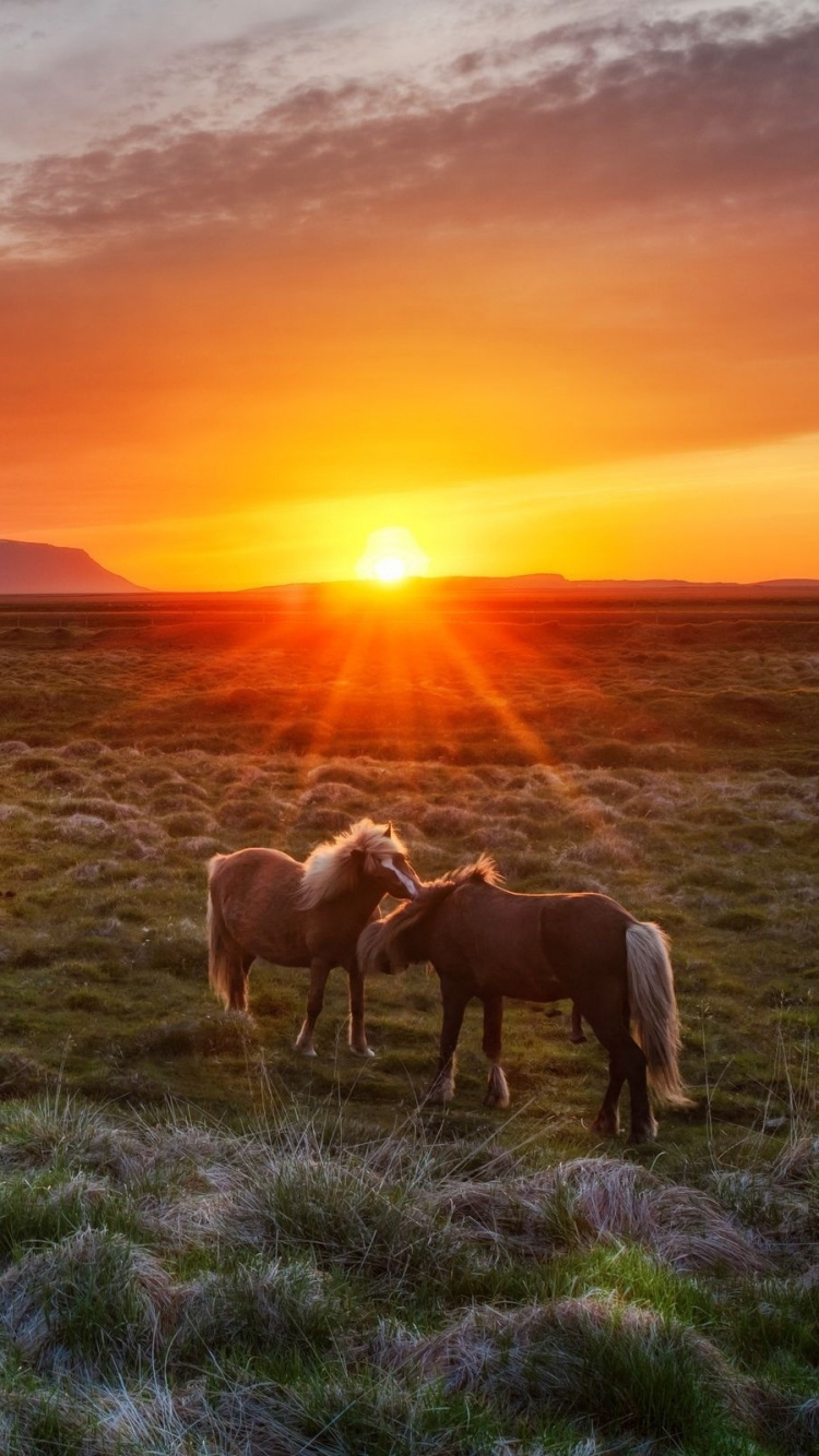 Обои исландская лошадь, Исландия, сенокосное угодье, выгон, пастбище в разрешении 750x1334