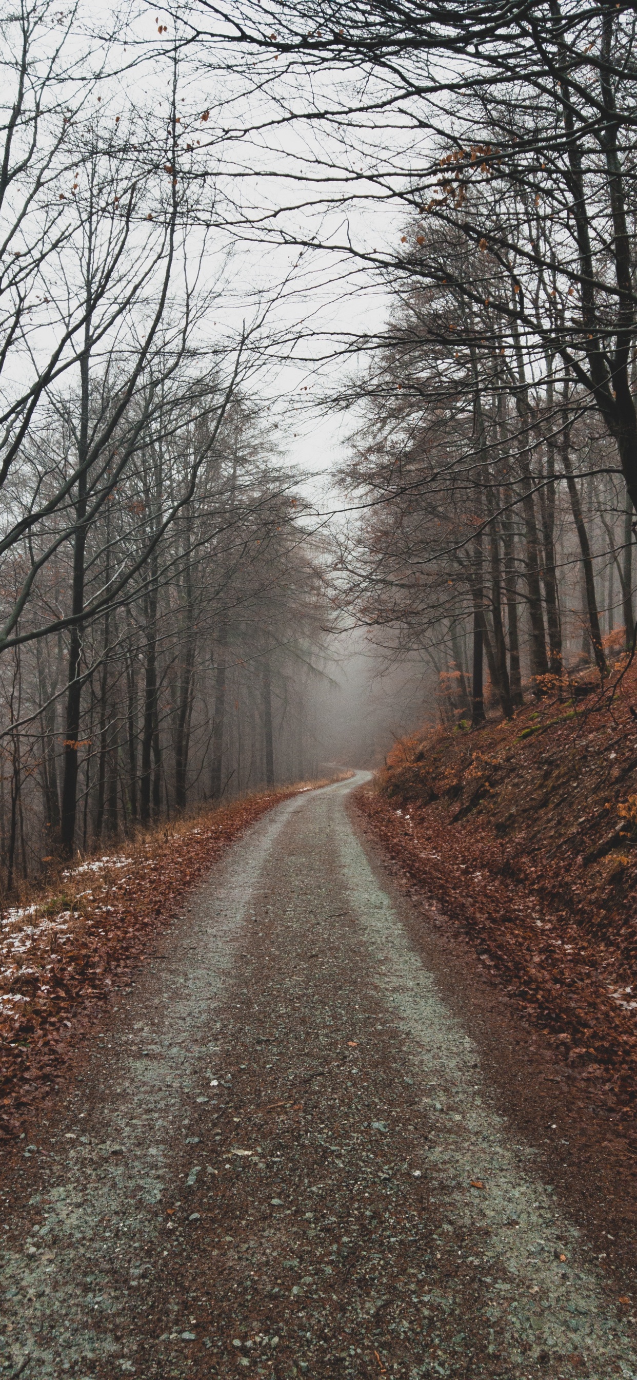 Обои дерево, ветвь, природный ландшафт, природа, лес в разрешении 1242x2688
