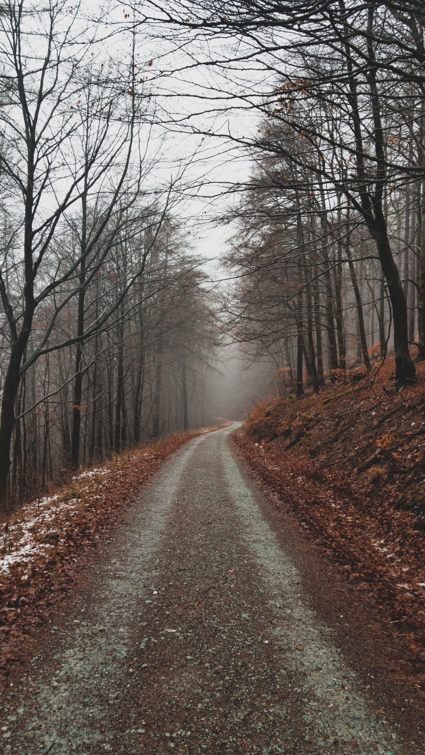 Обои дерево, ветвь, природный ландшафт, природа, лес в разрешении 1440x2560