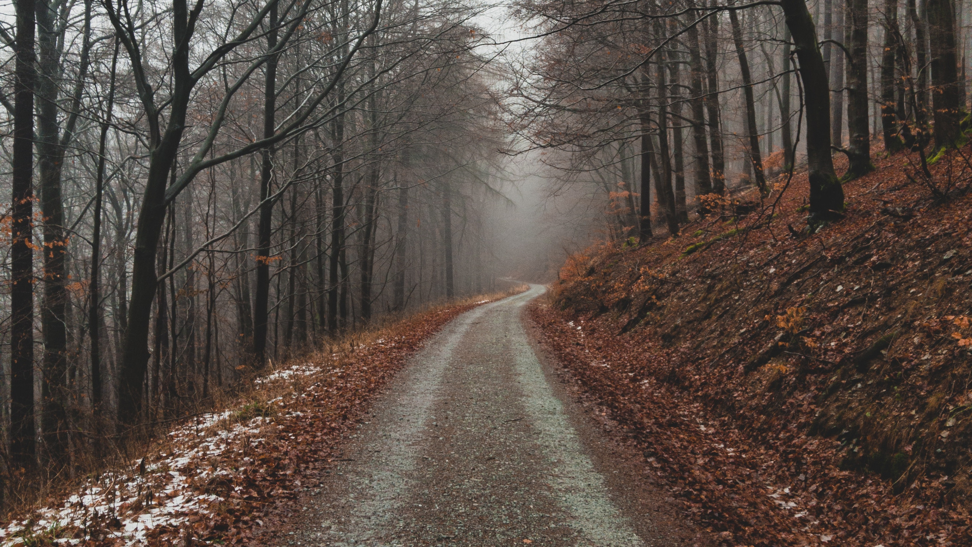 Обои дерево, ветвь, природный ландшафт, природа, лес в разрешении 1920x1080