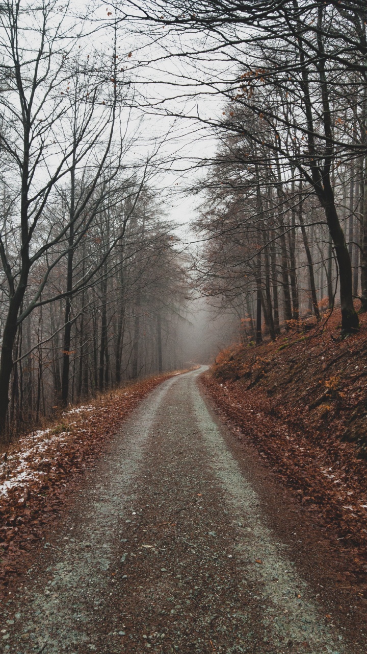 Обои дерево, ветвь, природный ландшафт, природа, лес в разрешении 720x1280