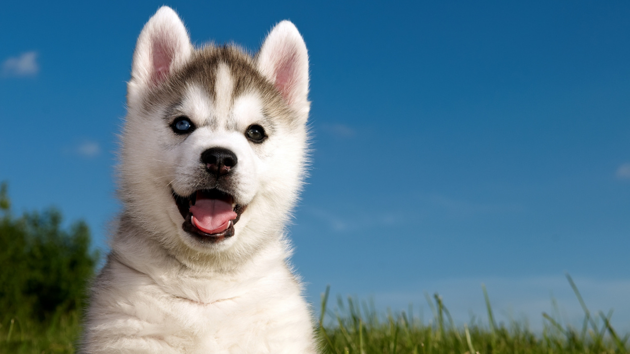 Обои Себирская Хаски, щенок, хаски, привлекательность, пес в разрешении 1280x720