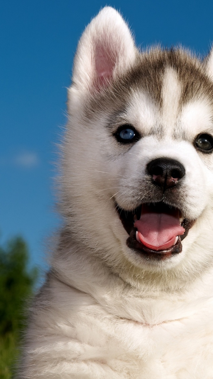 Обои Себирская Хаски, щенок, хаски, привлекательность, пес в разрешении 720x1280