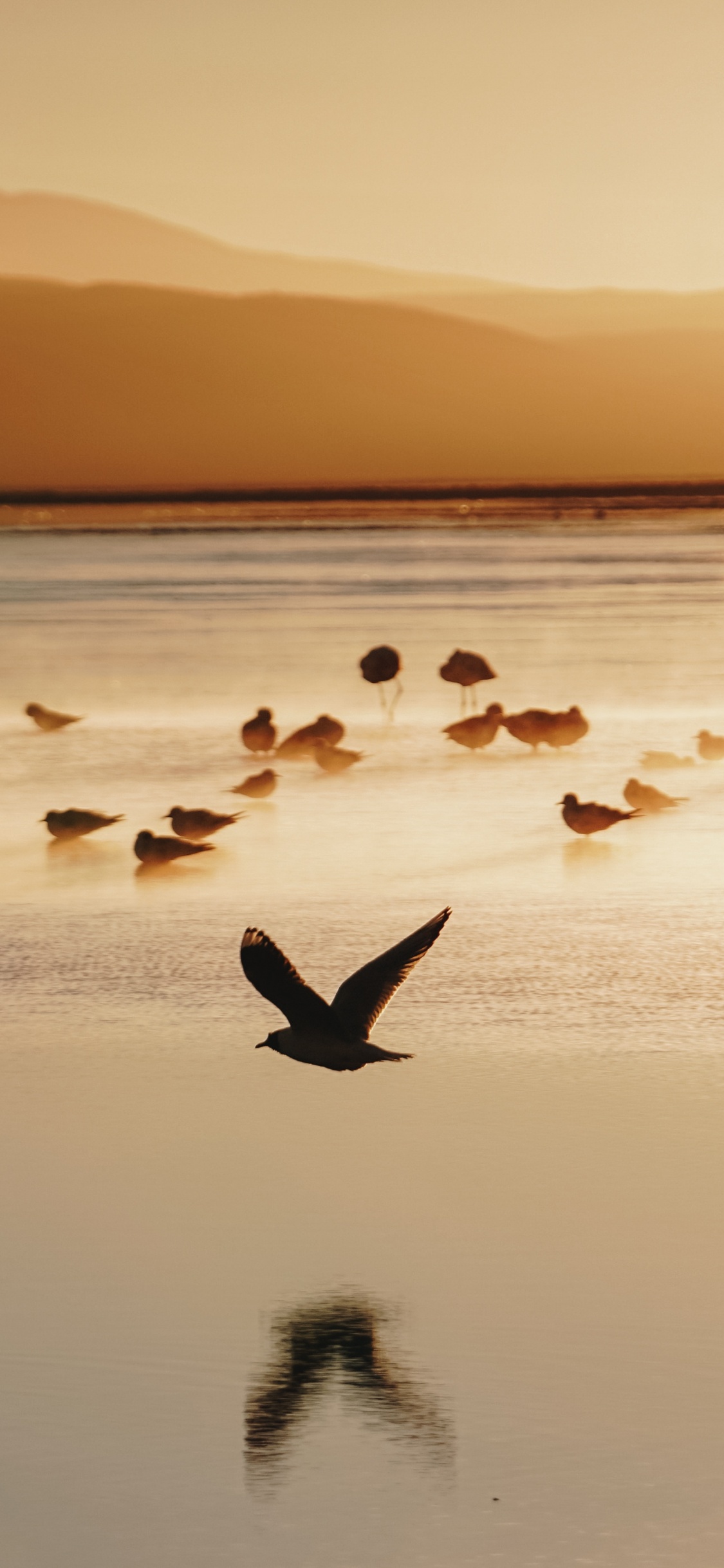 Обои утро, море, закат, морская птица, спокойный в разрешении 1125x2436