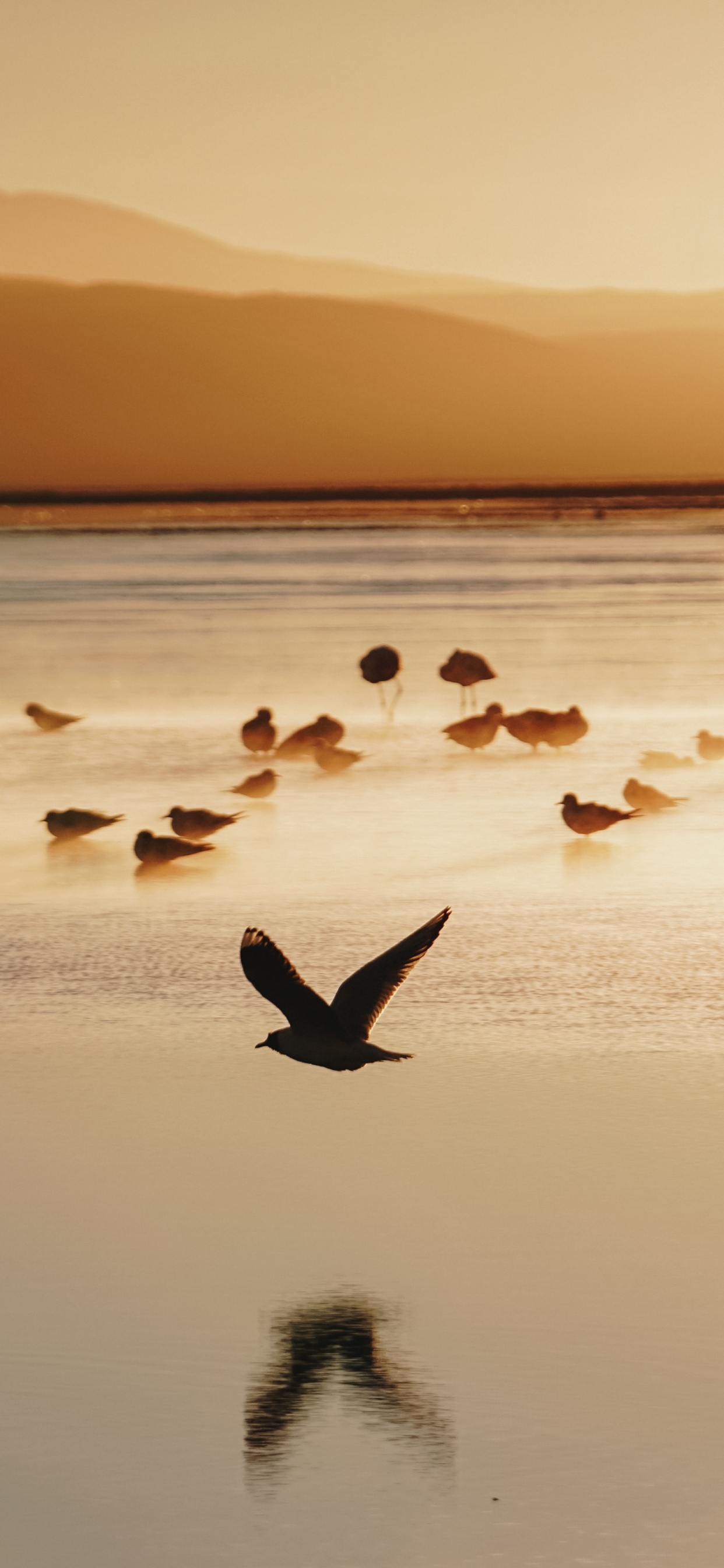 Обои утро, море, закат, морская птица, спокойный в разрешении 1242x2688