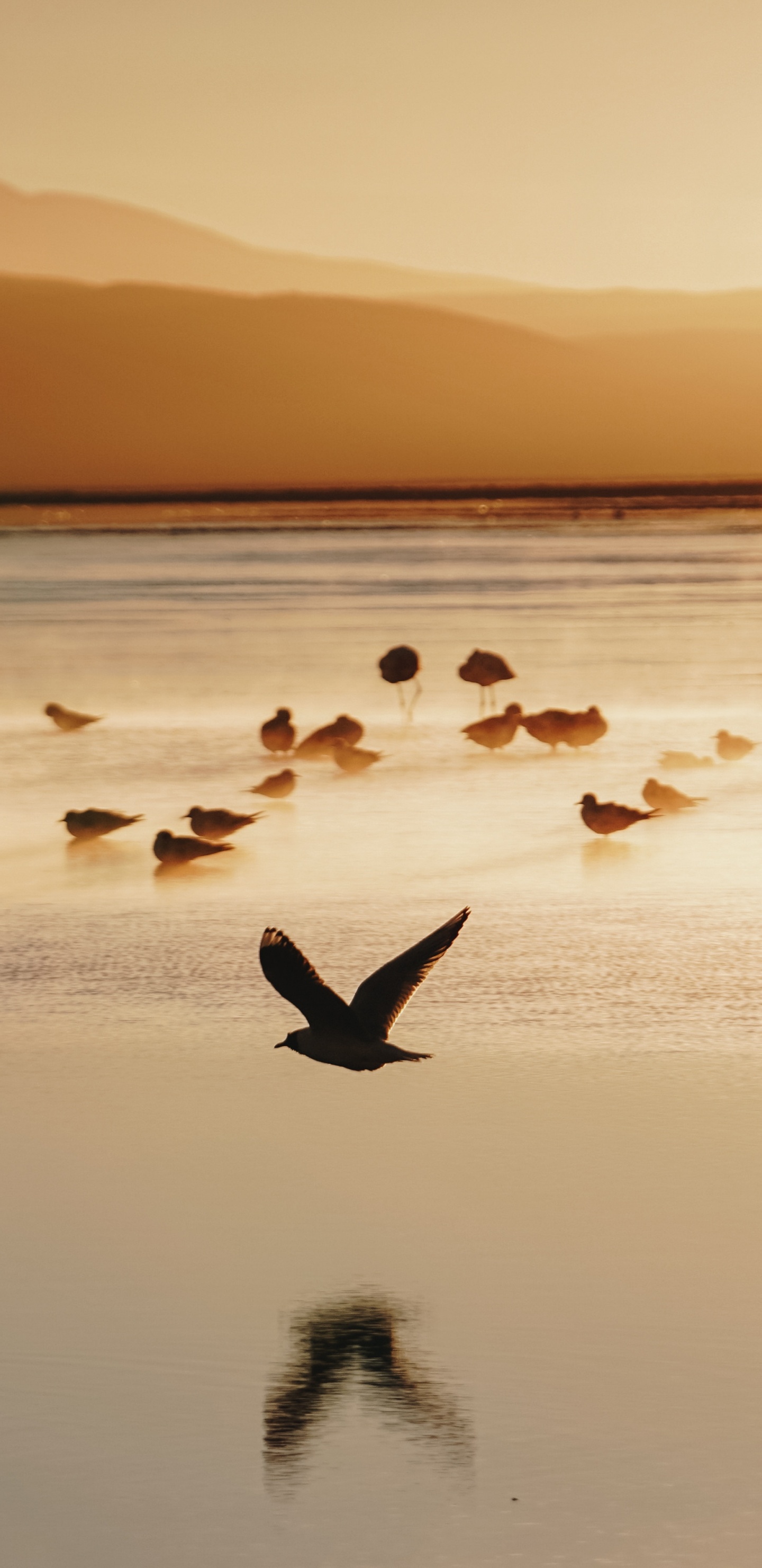 Обои утро, море, закат, морская птица, спокойный в разрешении 1440x2960