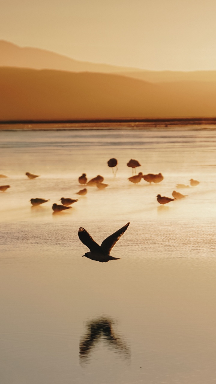 Обои утро, море, закат, морская птица, спокойный в разрешении 720x1280