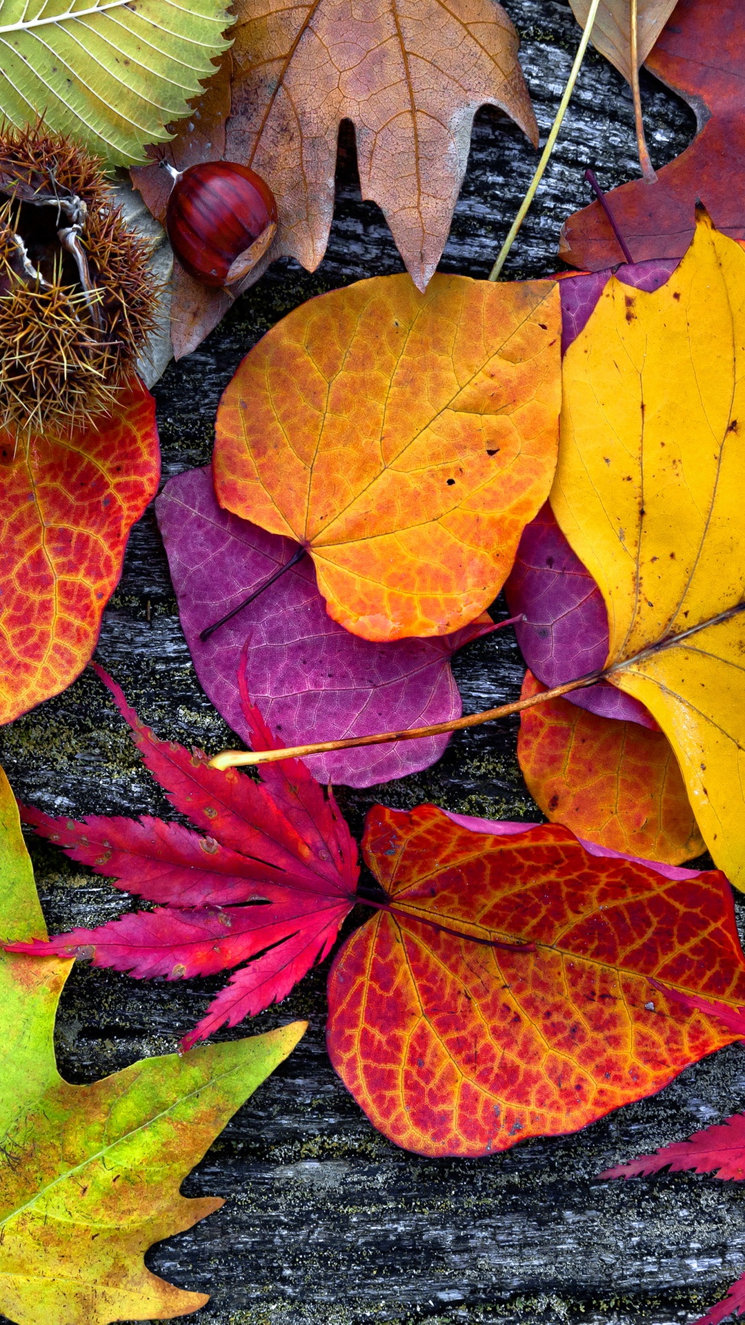 Обои осень, постер, живопись, коричневый цвет, лист в разрешении 1080x1920