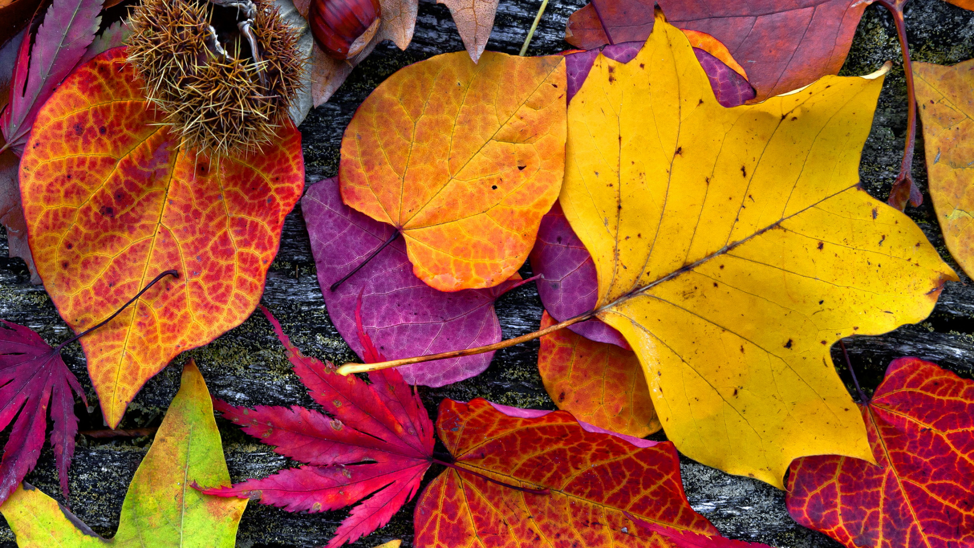 Обои осень, постер, живопись, коричневый цвет, лист в разрешении 1920x1080