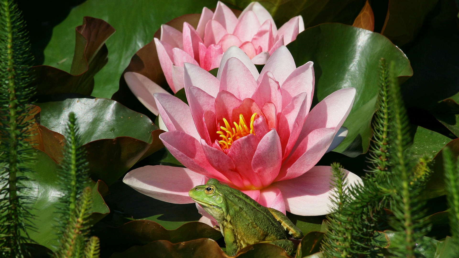 Обои лепесток, цветковое растение, водное растение, священный Лотос, лотоса семьи в разрешении 1920x1080