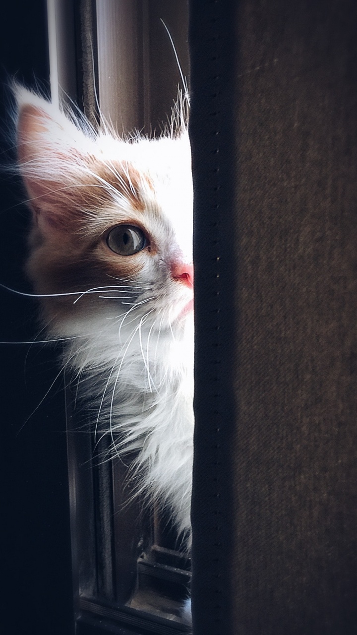 Обои милый кот, кот, котенок, Международный День Кошек, полосатый кот в разрешении 720x1280