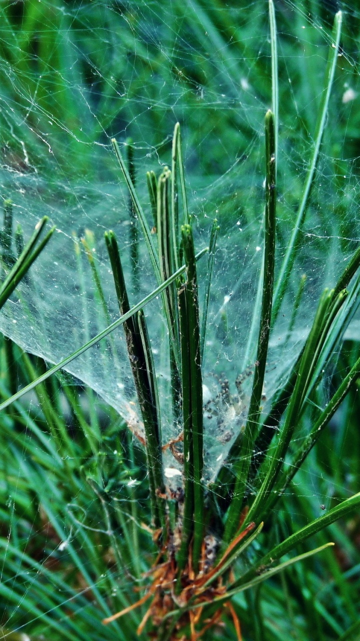 Обои растительность, сосна, игла, растение, стебель растения в разрешении 720x1280