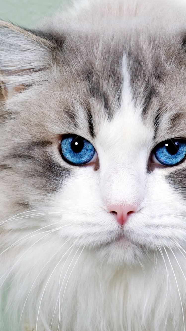 Обои регдолл, котенок, привлекательность, персидская кошка, млекопитающие в разрешении 750x1334