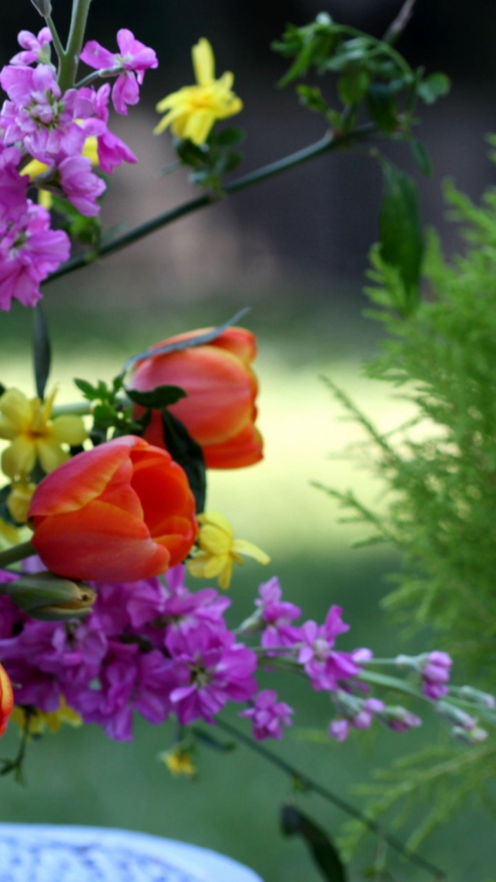 Обои цветковое растение, флористика, флористики, цветочный дизайн, срезанные цветы в разрешении 720x1280