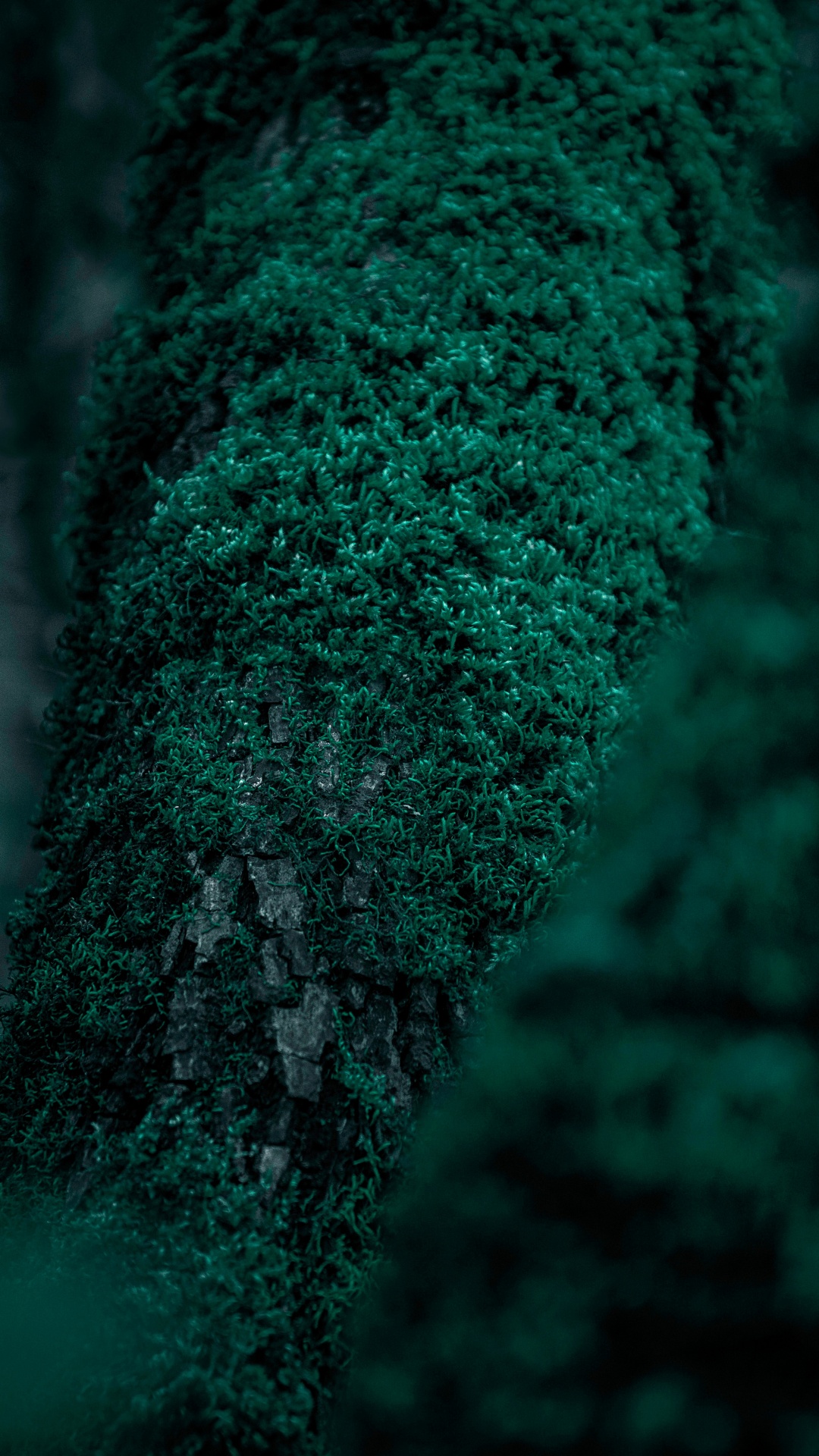Обои природа, зеленый, дерево, лес, бирюза в разрешении 1080x1920