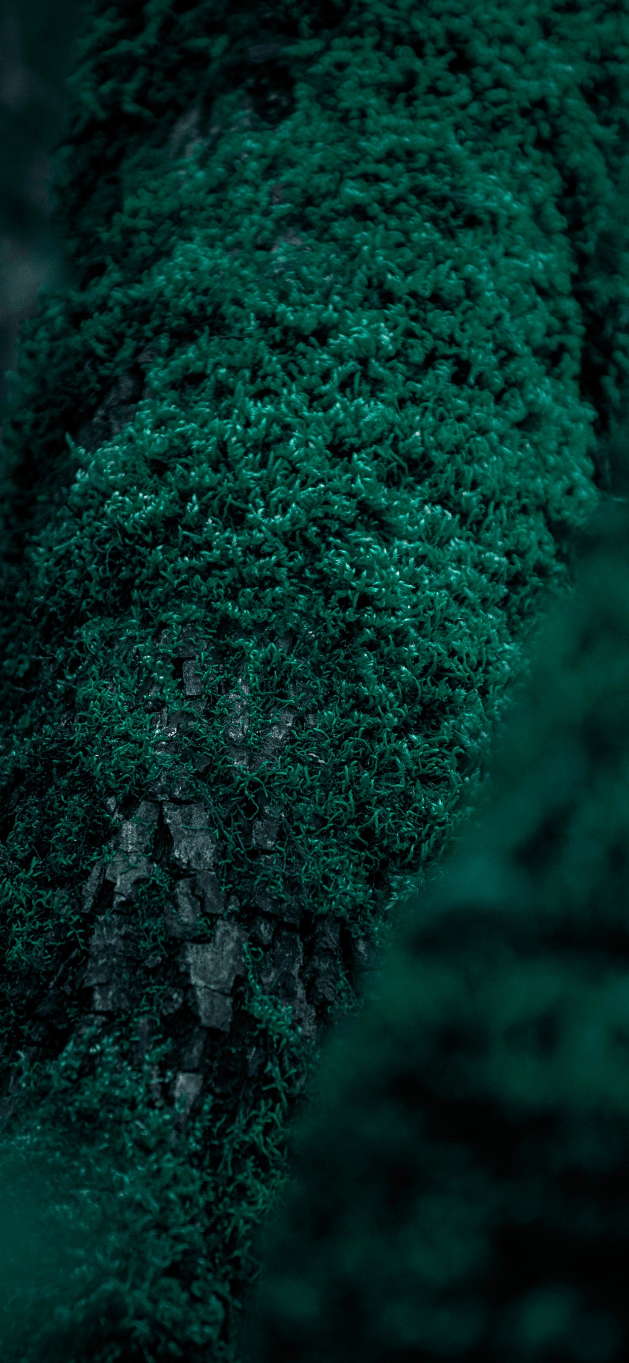 Обои природа, зеленый, дерево, лес, бирюза в разрешении 1242x2688