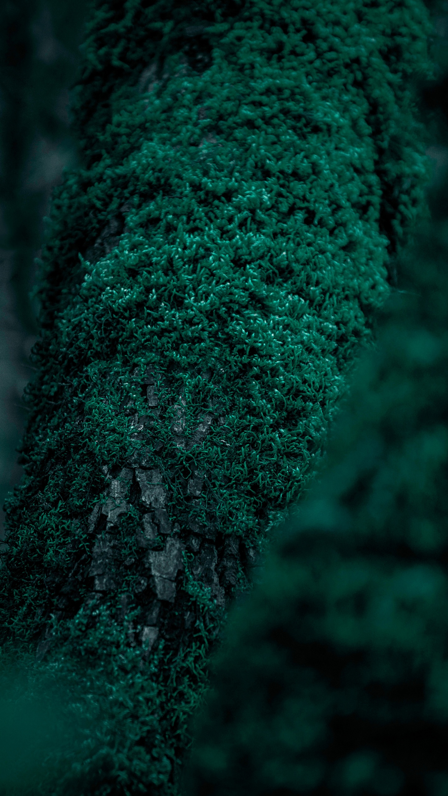Обои природа, зеленый, дерево, лес, бирюза в разрешении 1440x2560