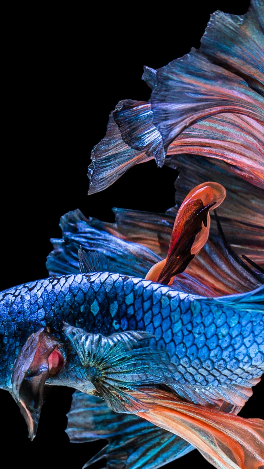 Обои сиамские боевые рыбы, рыба, подземные воды, арт, крыло в разрешении 1080x1920