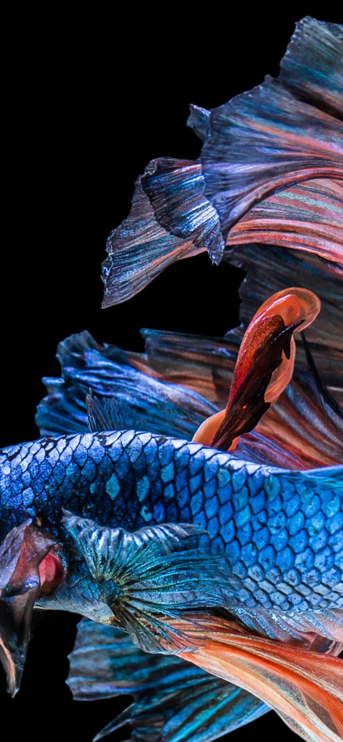 Обои сиамские боевые рыбы, рыба, подземные воды, арт, крыло в разрешении 1125x2436