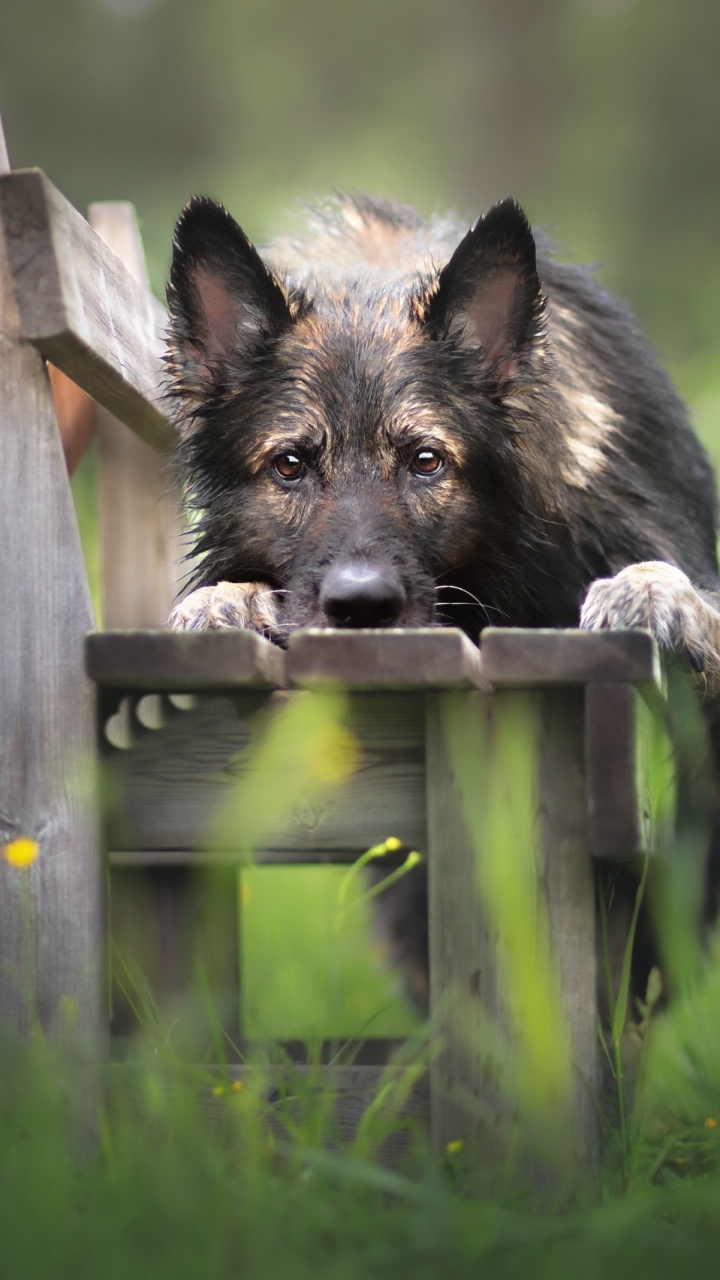 Обои пес, живая природа, морда, собака породы, Superkoira в разрешении 720x1280