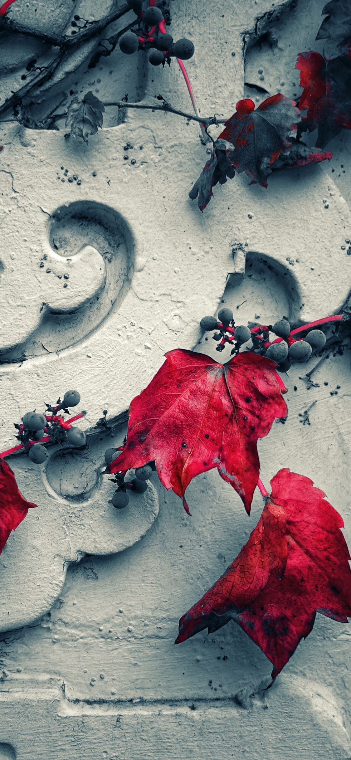 Обои красный цвет, стена, растение, кармин, графика в разрешении 1125x2436