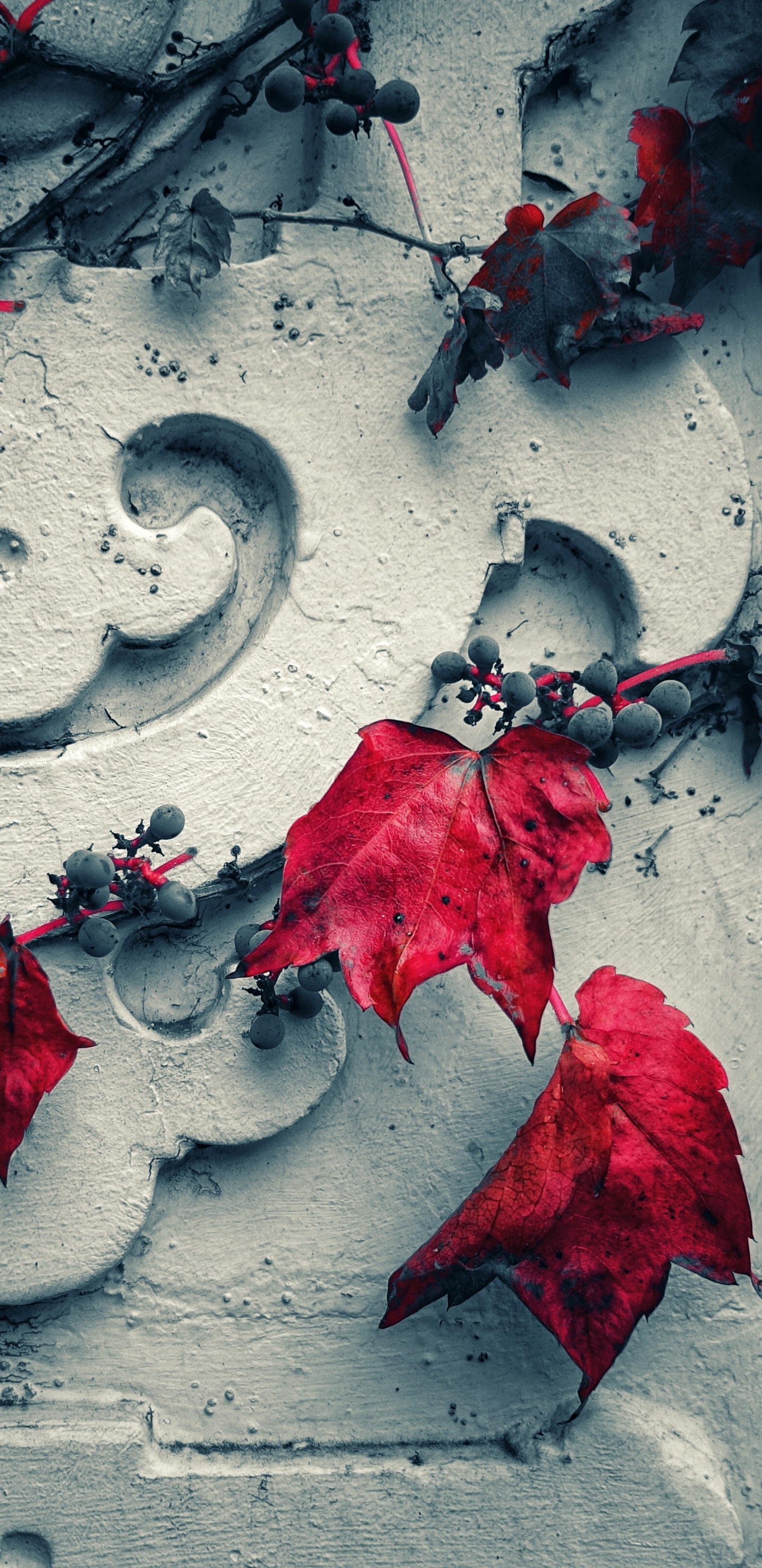 Обои красный цвет, стена, растение, кармин, графика в разрешении 1440x2960