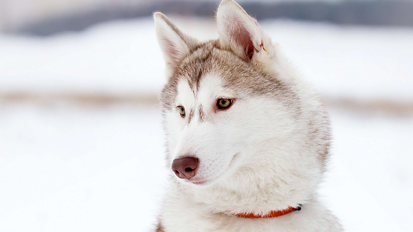 Обои Себирская Хаски, щенок, волчьей собаки сарлоса, хаски, собака породы в разрешении 1366x768