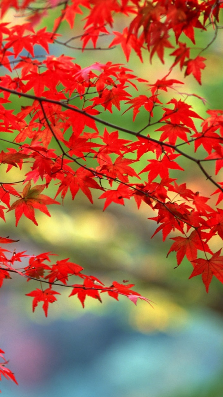 Обои кленовый лист, дерево, лист, ветвь, осень в разрешении 720x1280