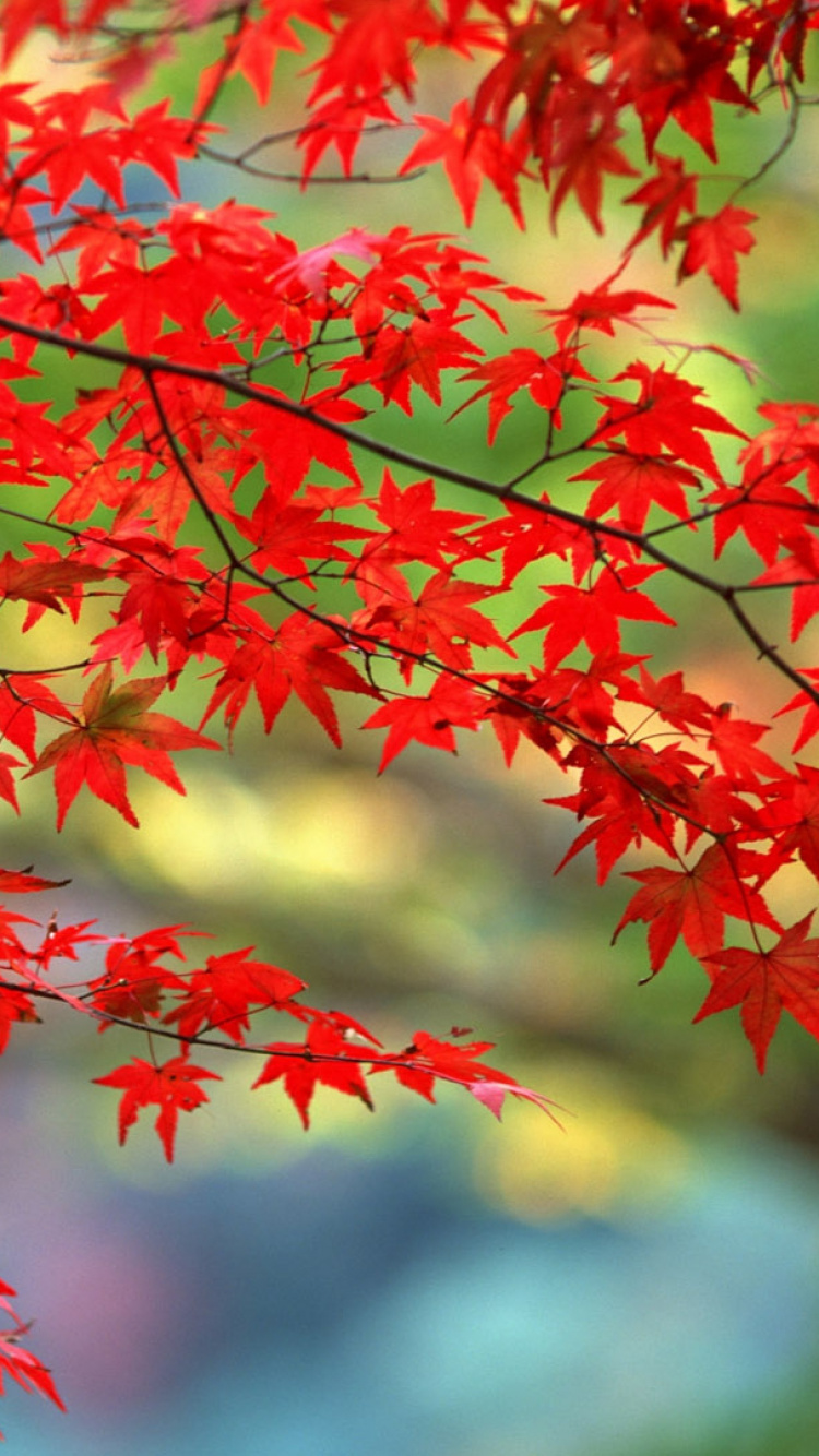 Обои кленовый лист, дерево, лист, ветвь, осень в разрешении 750x1334