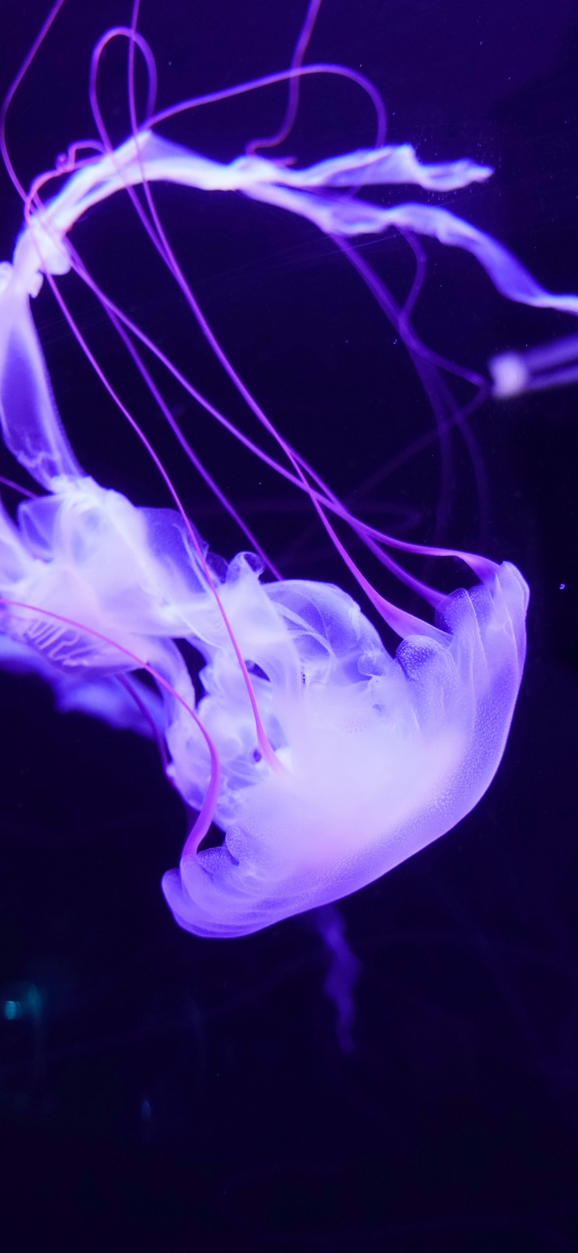 Обои Медуза, морская биология, Фиолетовый, свет, морские беспозвоночные в разрешении 1125x2436