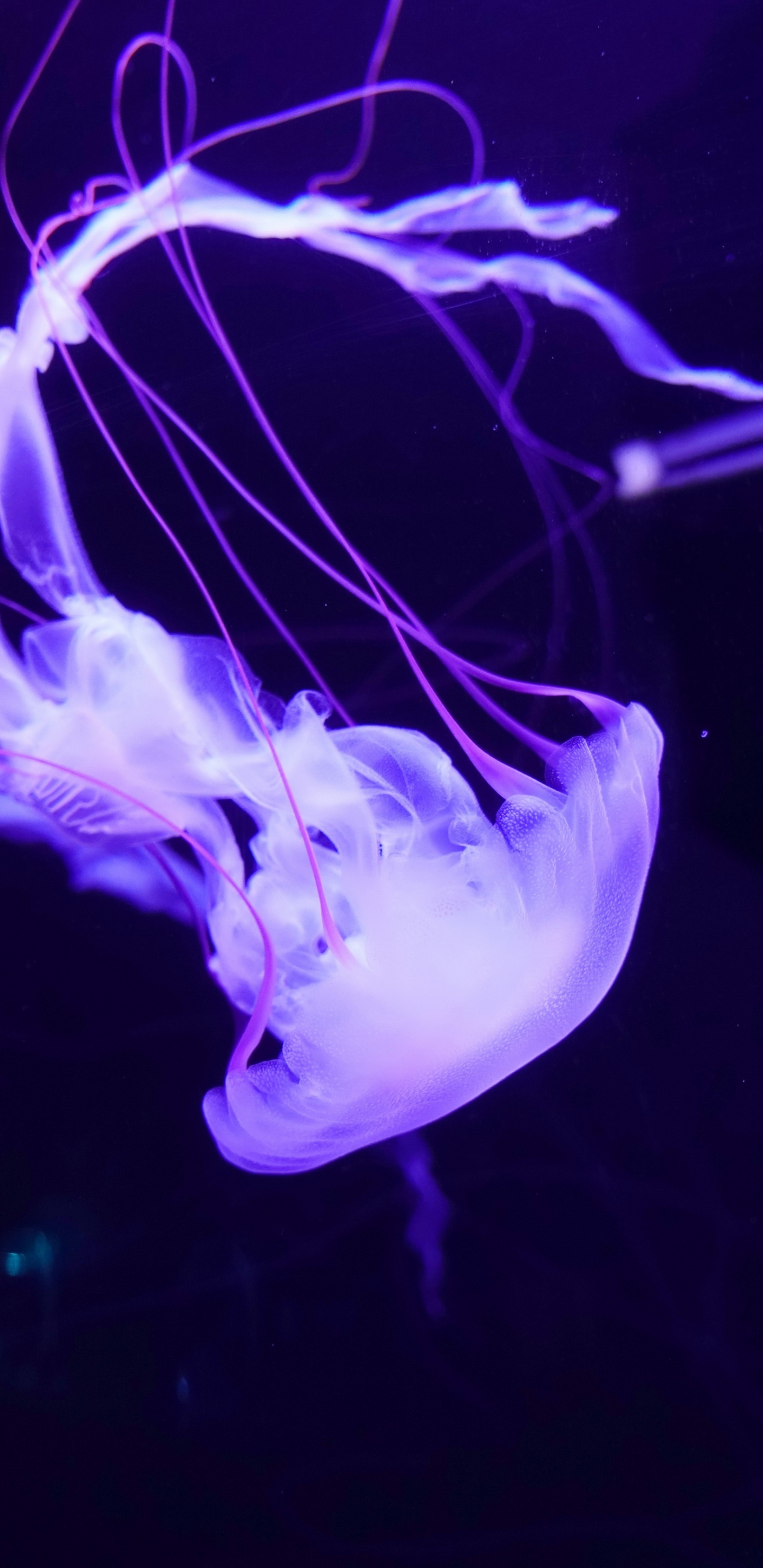 Обои Медуза, морская биология, Фиолетовый, свет, морские беспозвоночные в разрешении 1440x2960