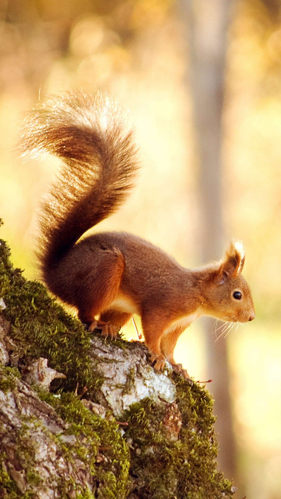 Обои белка, живая природа, лиса Белочка, хвост, дерево в разрешении 1080x1920