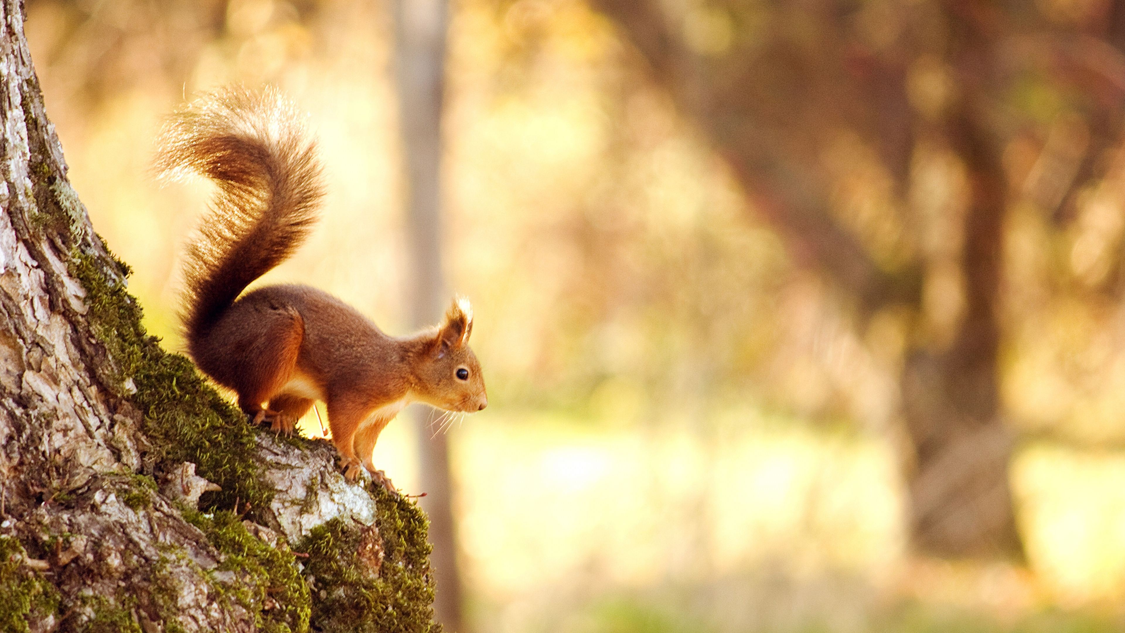 Обои белка, живая природа, лиса Белочка, хвост, дерево в разрешении 3840x2160