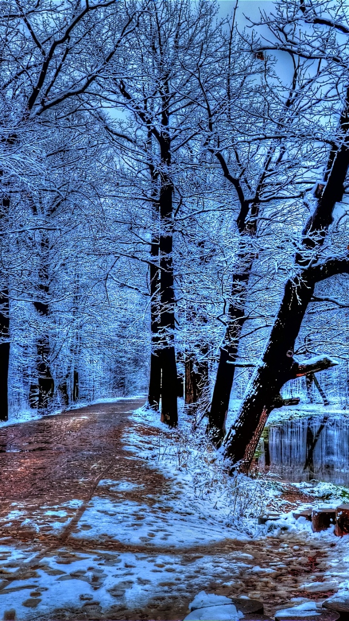 Обои снег, зима, лес, дерево, природа в разрешении 720x1280