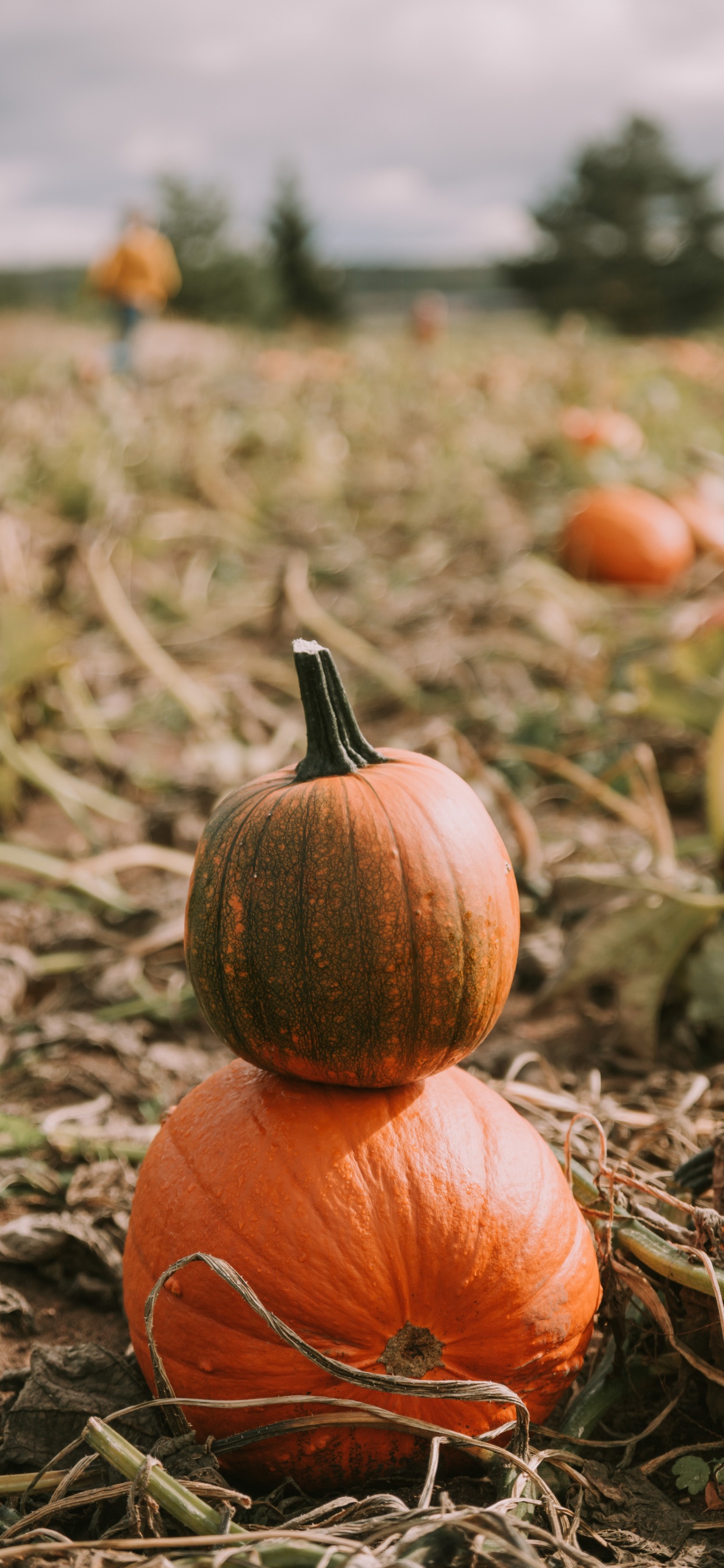 Обои кабачок, тыква, калебас, зимний сквош, тыквенных в разрешении 1242x2688