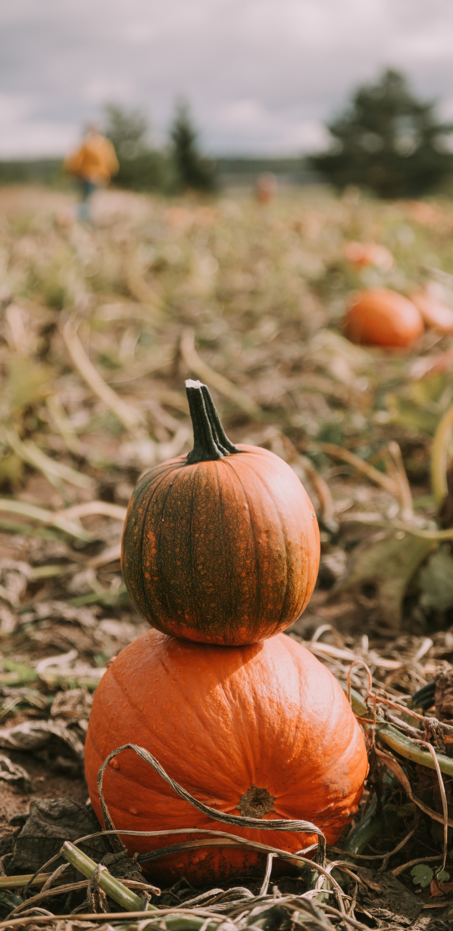 Обои кабачок, тыква, калебас, зимний сквош, тыквенных в разрешении 1440x2960