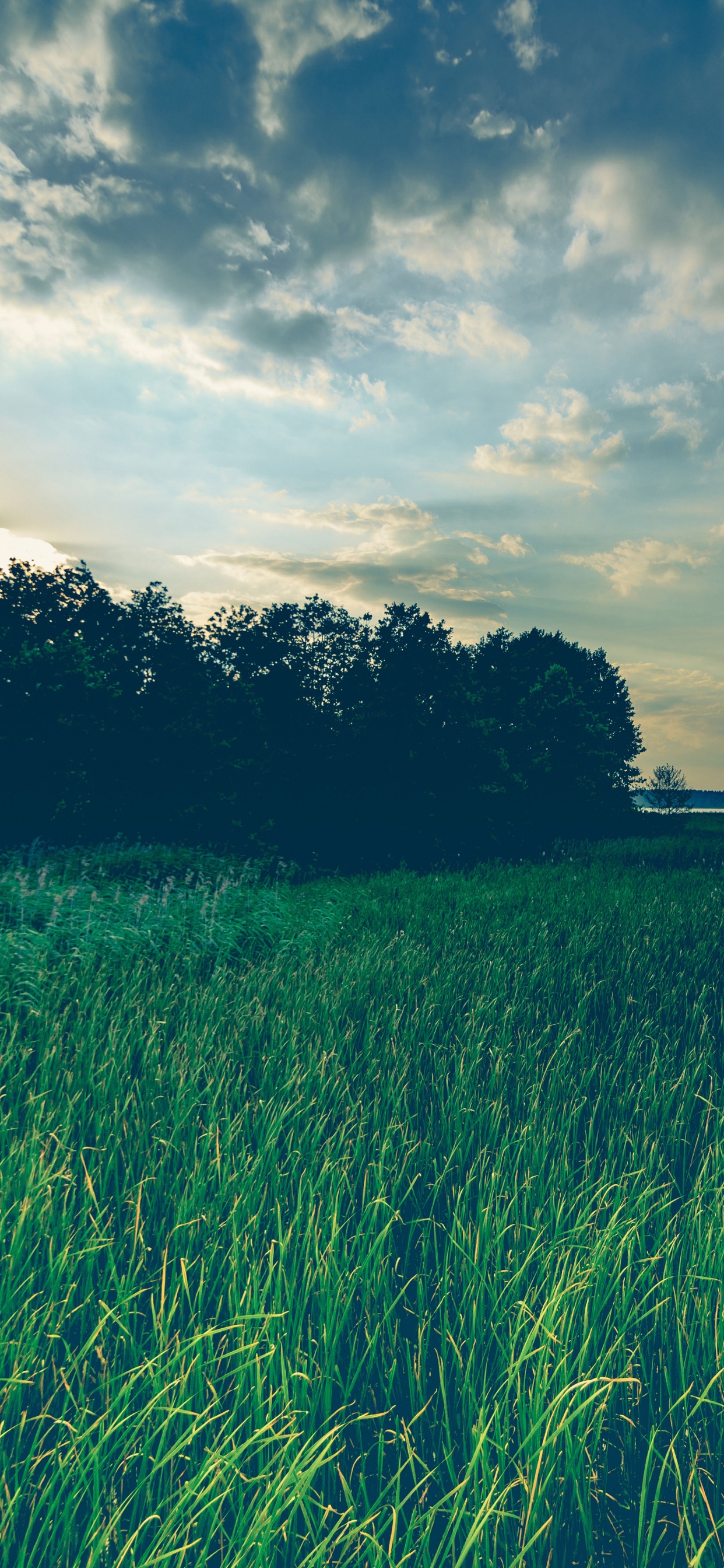 Обои природа, природный ландшафт, сенокосное угодье, зеленый, поле в разрешении 1242x2688