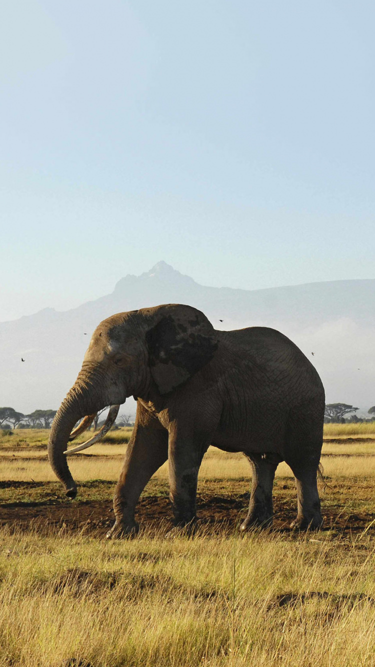Обои Национальный Парк Амбосели, масаи Мара, гора Килиманджаро, сафари, Слон в разрешении 750x1334