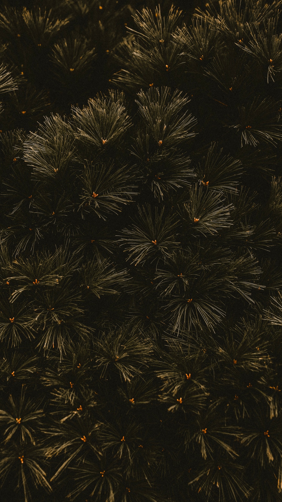 Обои темнота, ветвь, черный, дерево, лист в разрешении 1080x1920