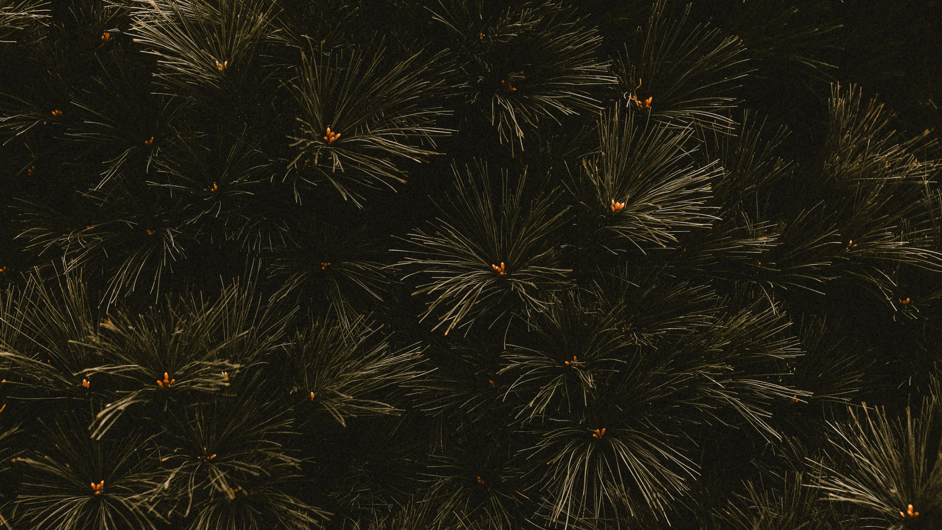 Обои темнота, ветвь, черный, дерево, лист в разрешении 1920x1080