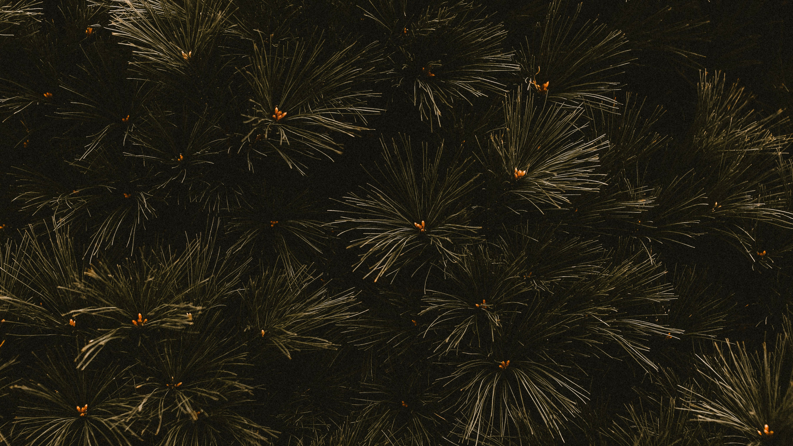 Обои темнота, ветвь, черный, дерево, лист в разрешении 2560x1440