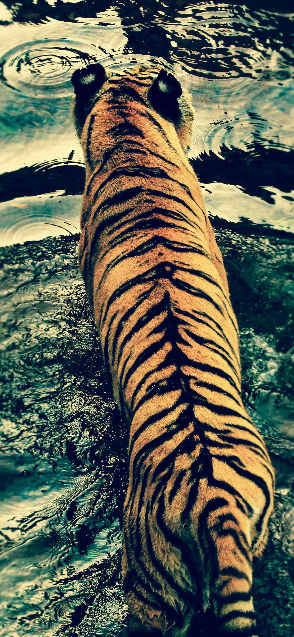 Обои кот, большая кошка, Белый тигр, бенгальский тигр, тигр в разрешении 1242x2688