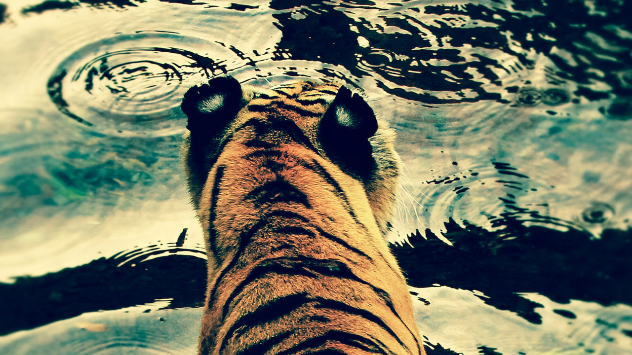 Обои кот, большая кошка, Белый тигр, бенгальский тигр, тигр в разрешении 1280x720